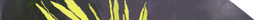 Elecampane