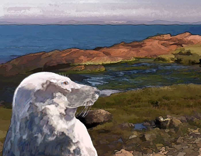Grey Seal - Selkie on Arran