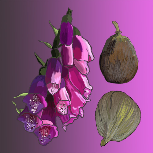 Figs and Foxglove