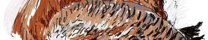 Dancing Bustard
