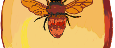 Fossil Bee in Amber