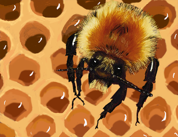 Bee on Honeycomb