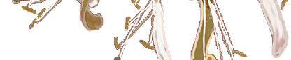 Honeysuckle